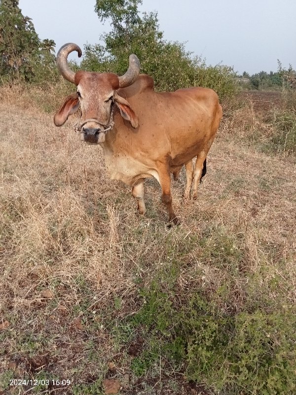 બળદ વેચવાના છે