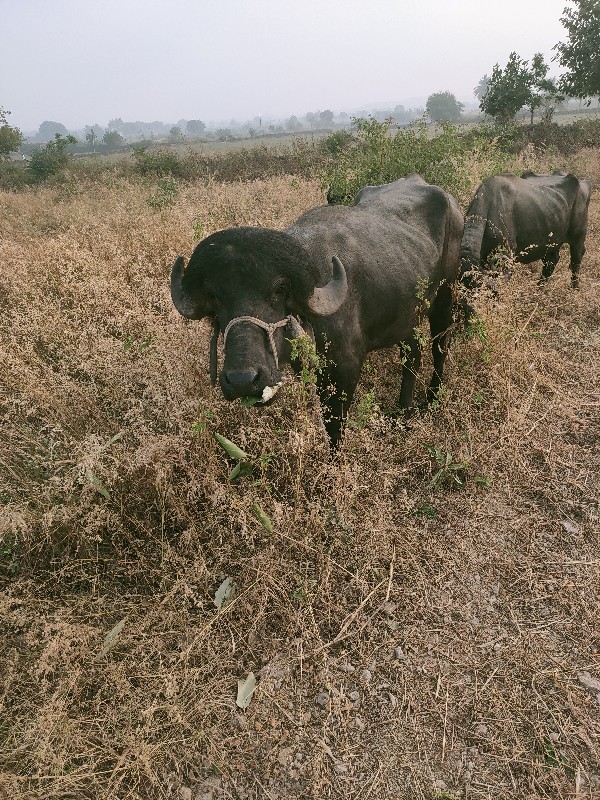 પાડો