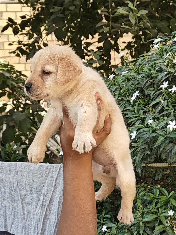 Labrador pupp