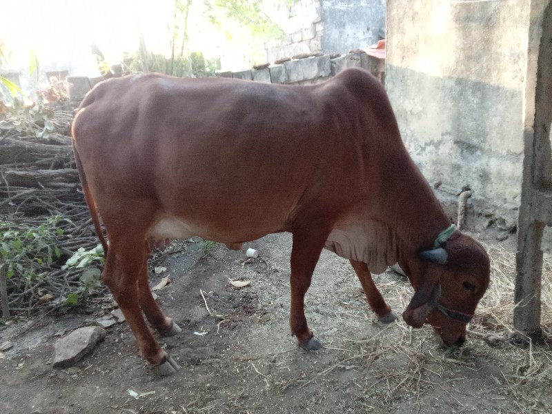 ગીર ગાય