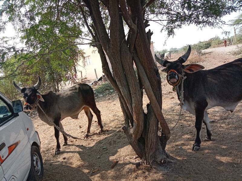 વાસડા વેચવાના ચ...