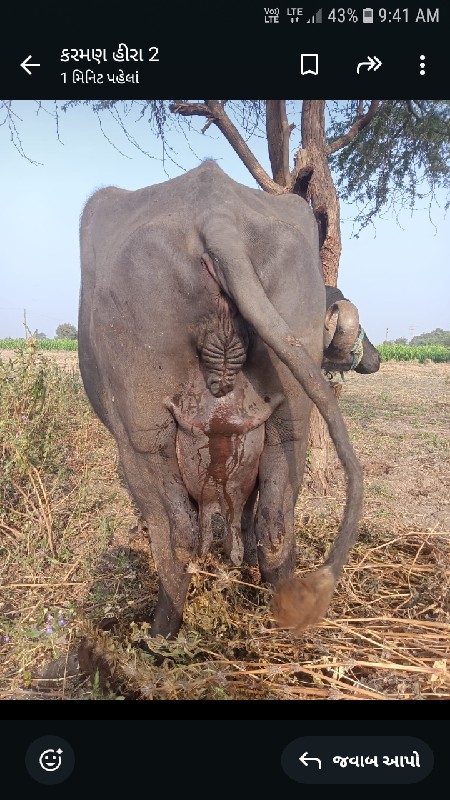 ભેંસ વેચવાની છે