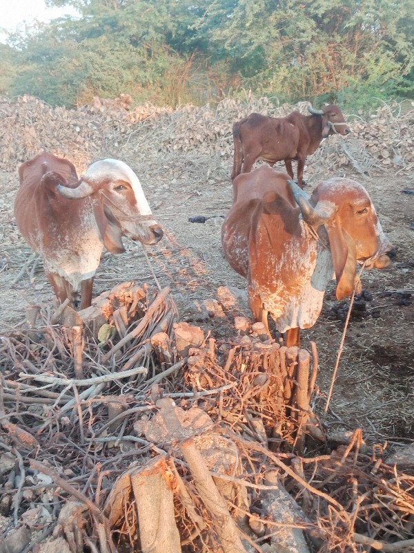 ગોઢલા વેચવાના છ...