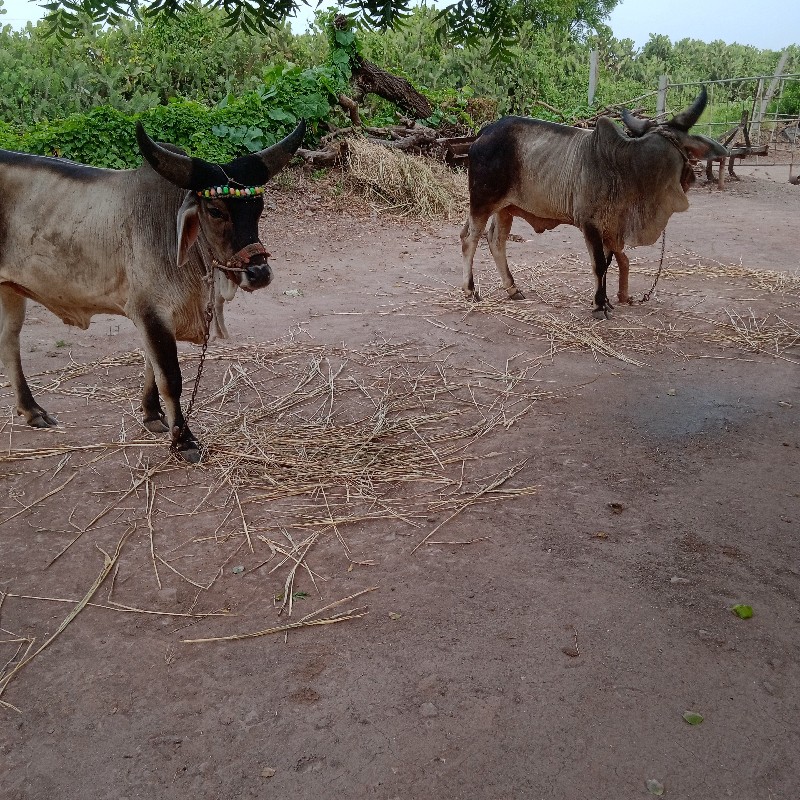 ગોધલાહાલતા