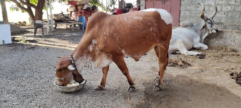 ગીર ગાય