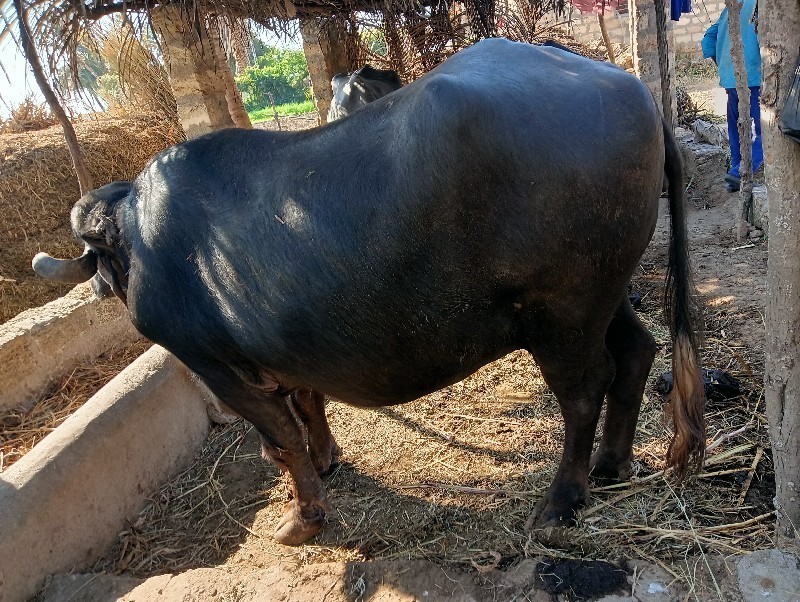 ભેંશ વેસવાની સે