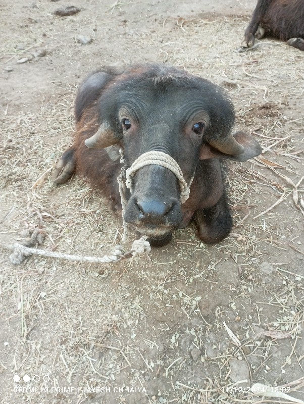 જાફરાબાદી પાડો