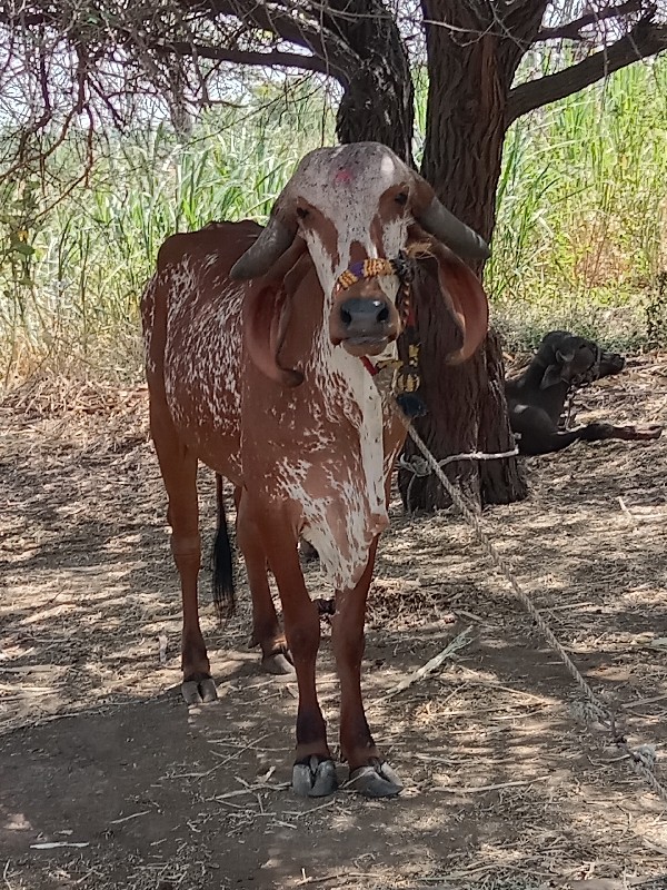 રાહૂલ ડાંગર