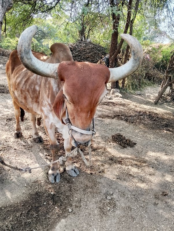 બળદ વેચવાનો છે