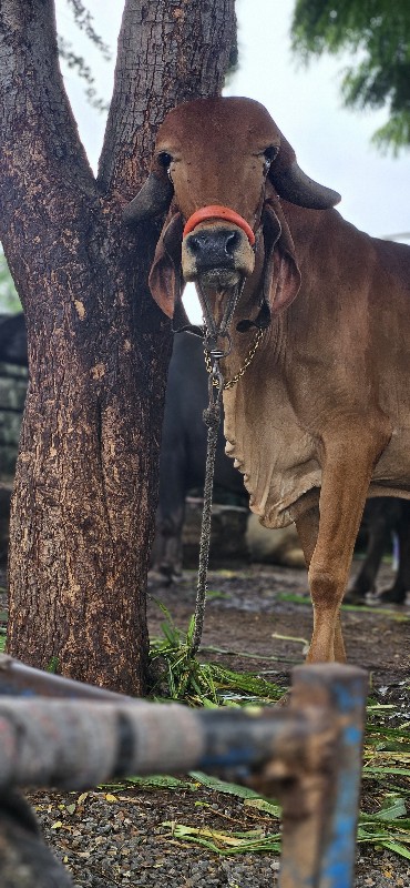 ગાય વેચવાની છે