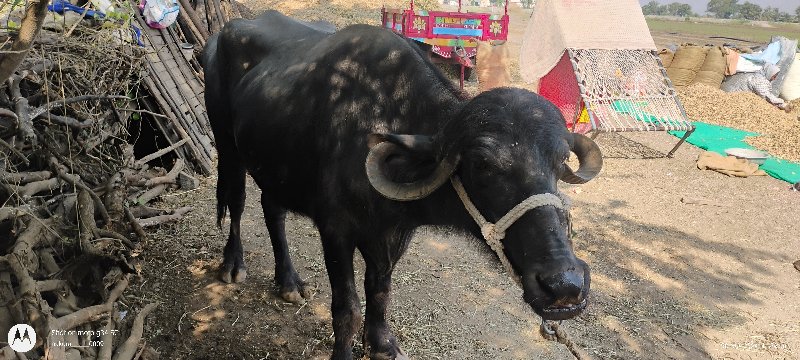 ખડેલુ વેચવાનુ છ...