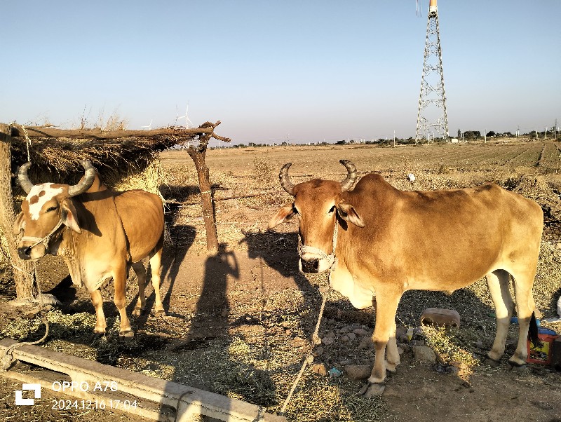 બળદ વેચવાના છે