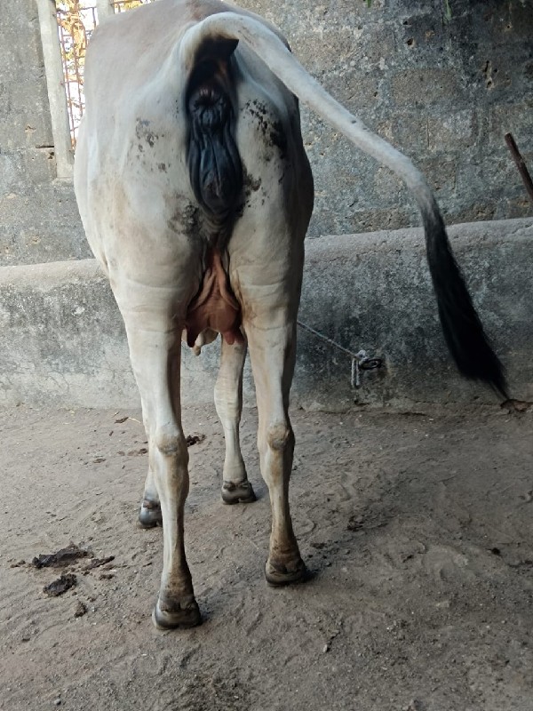 ઞાય વેશવાની છે