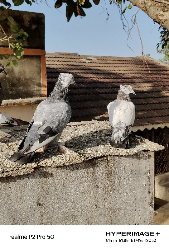 કબુતર વેચવાના છ...