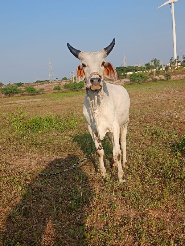 બધી જવાબદારી