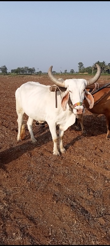 બરધ‌ વેશવાનો‌ છ...