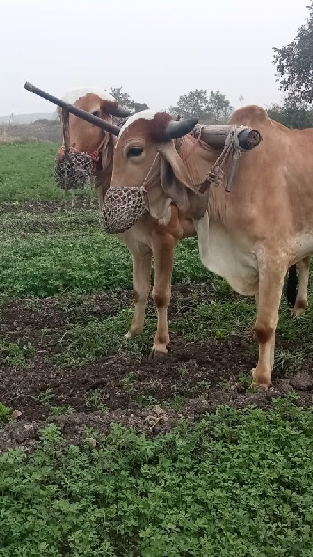 ગોધલા વેસવાનાસે