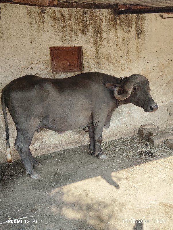 ત્રણ ખોડેલી વેચ...