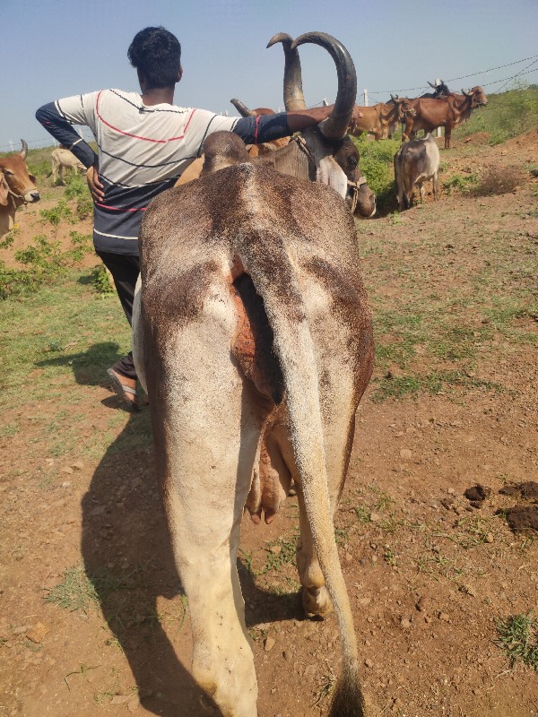 ગાય વેચવાની છે...