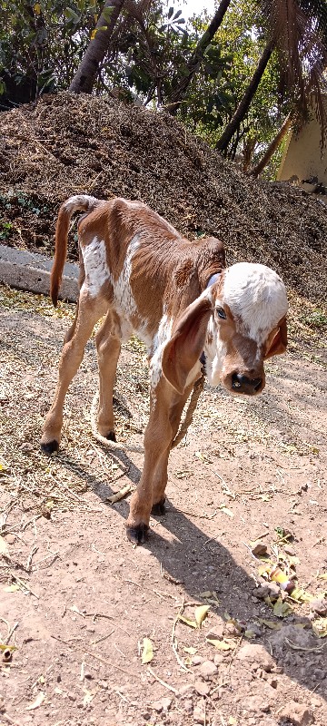 ગાય વેચવાની છે.