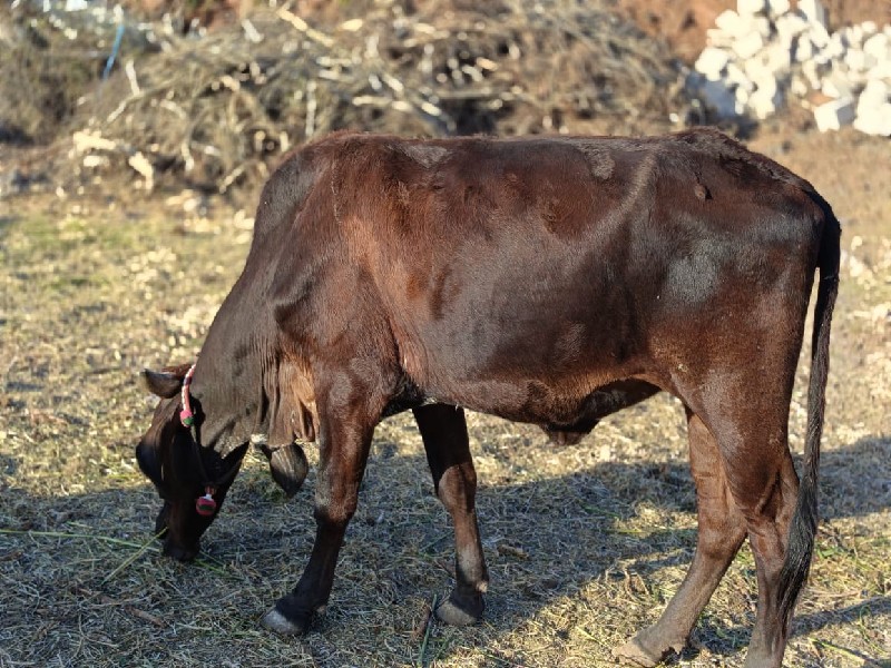 ગીર ક્રોસ વાછડી...