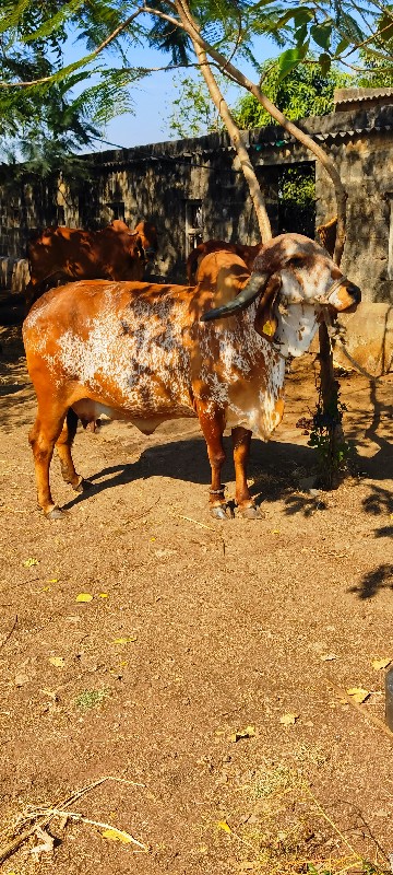 ગાય વેચવાની છે...