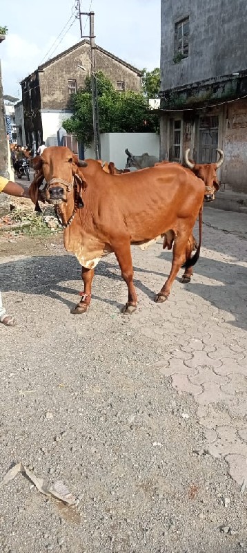 ગાય વેચવાની છે...