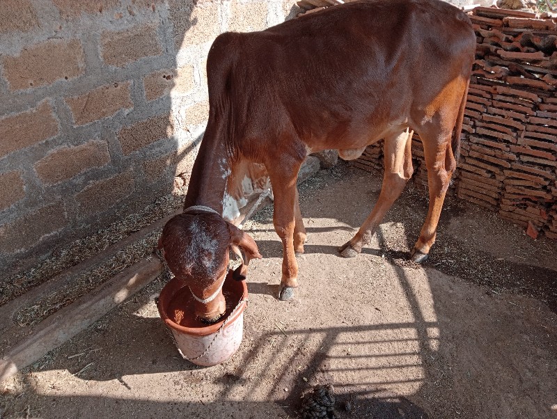 એચડી વેચવાની છે