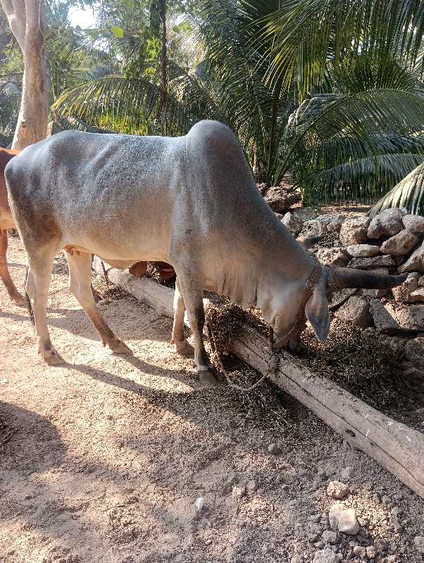 ગાય વેચવાની છે...