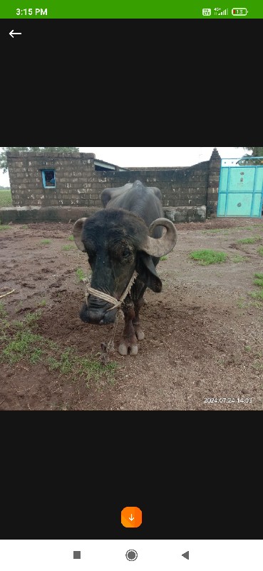 બે ખડેલા વેચવાન...