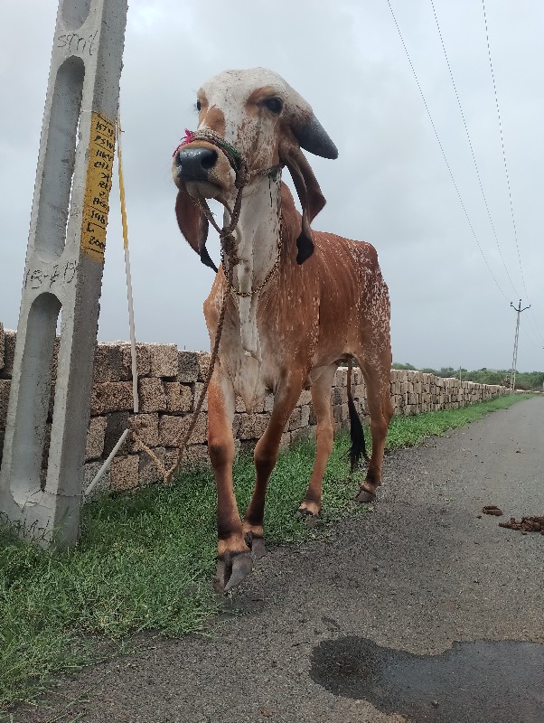 કાબરી ગીર હોડકી...