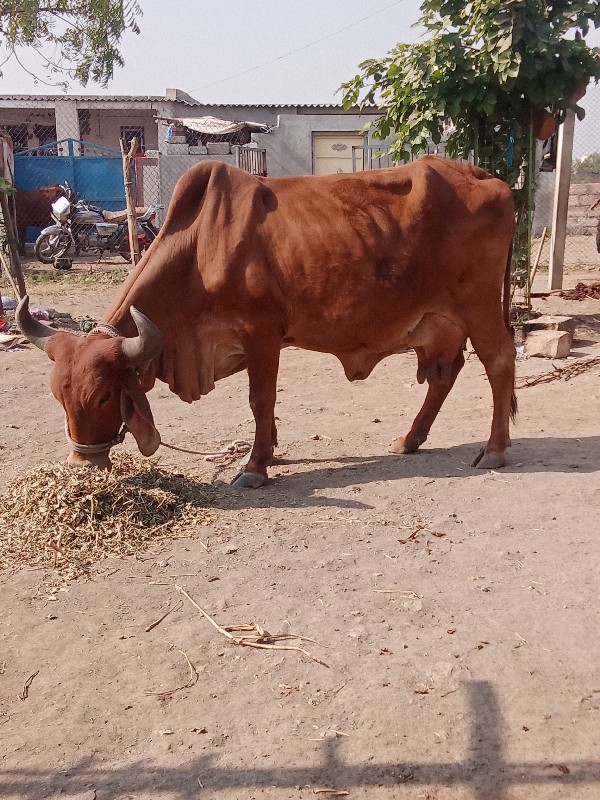 ગાય વેચવાની છે...