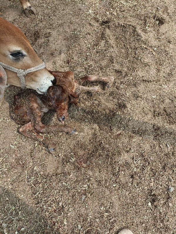 ગાય વેચવાની છે