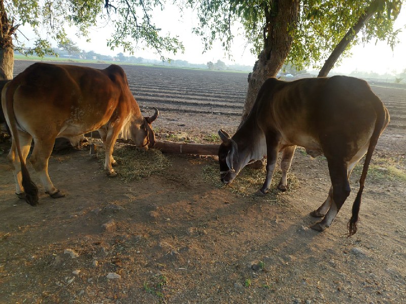 બળદ વેશવાના છે