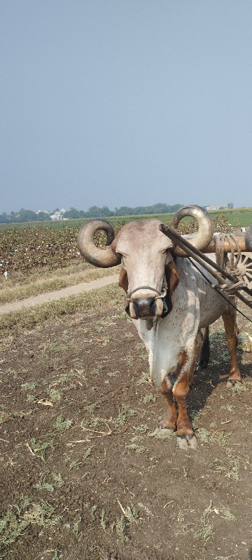 બડદ વેચવાનો એક...