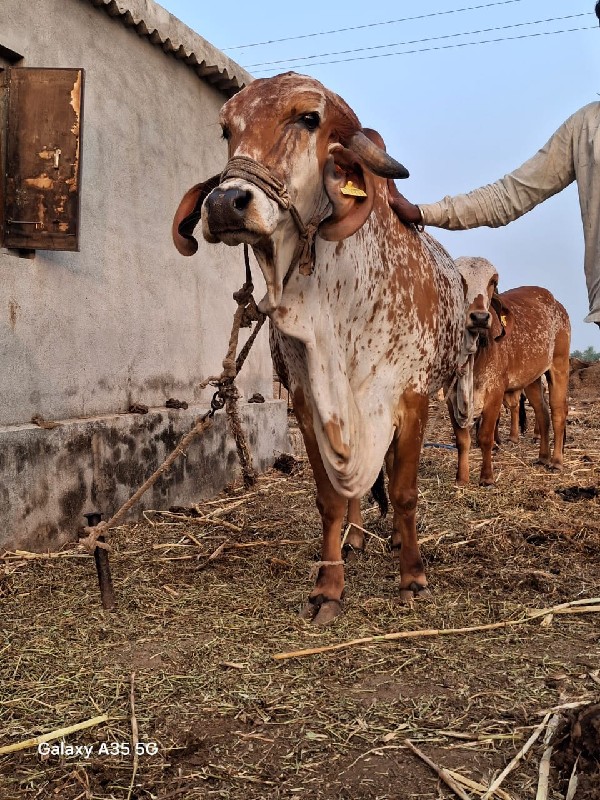 ગીર ગાય વેચવાની...