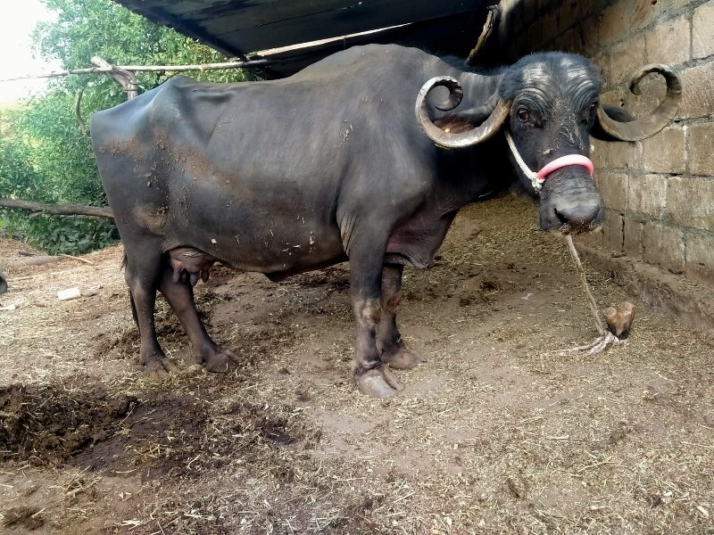 ભેંસુ વેચવાની છ...