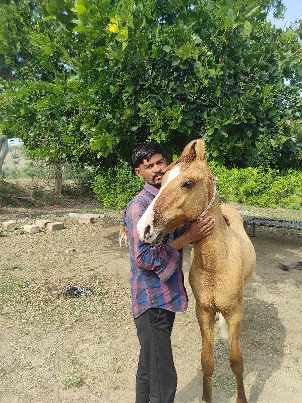 પ્યોર કાઠીયાવાડ...