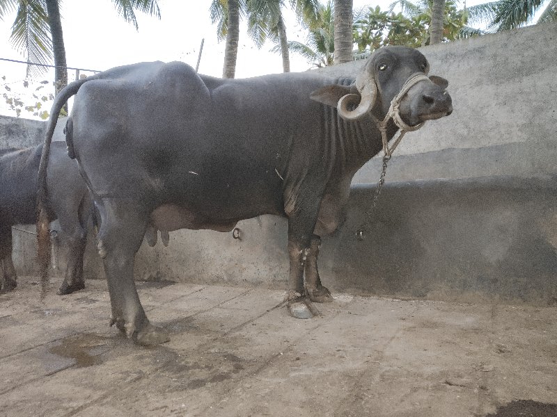 ભેંશ વેસવાની છે