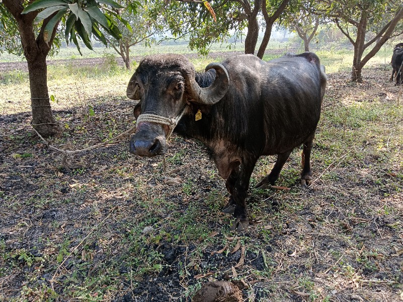 ભેંશ, ત્રીજું વ...