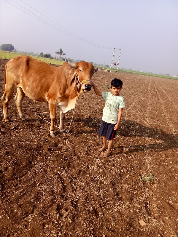 ગઢલા વેચવાના છે