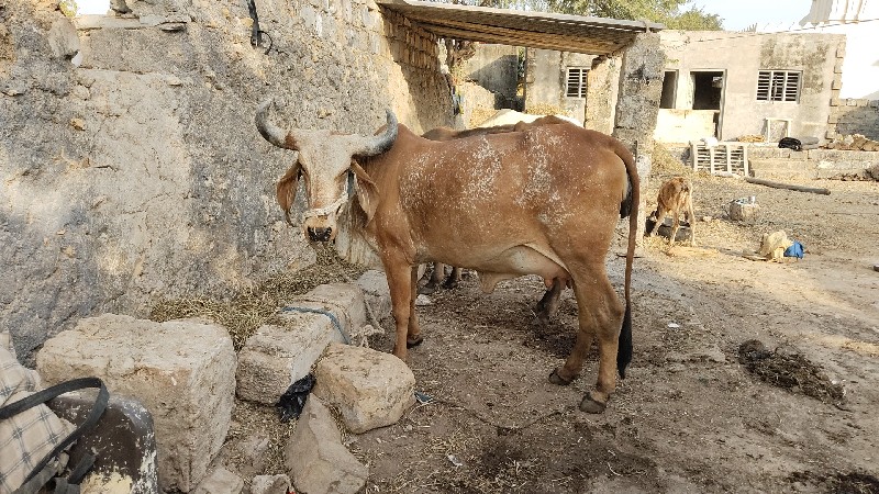 પેલું વેતર વિહા...