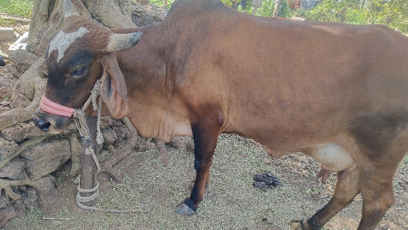 ગાય બચુ
ગાય અને...