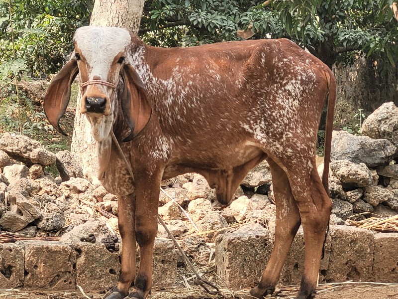 વાસડો દેવાનો છે...