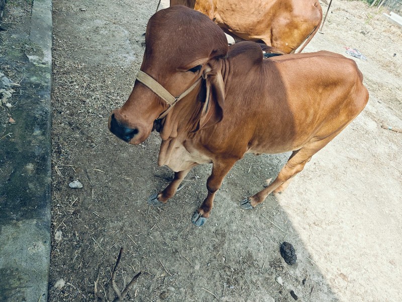 હોળકી વેચવાની છ...