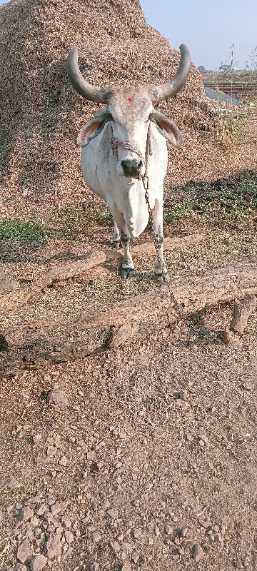 ગોવિંદ ભાઈ રબાર...