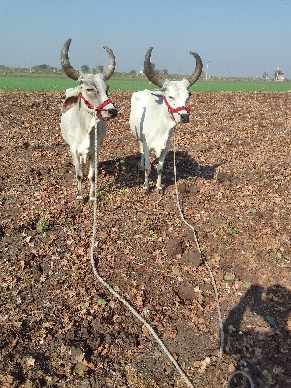 ગોઢલા વેચવાના છ...