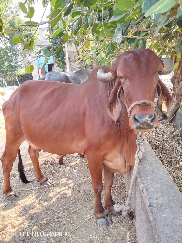 ગાય