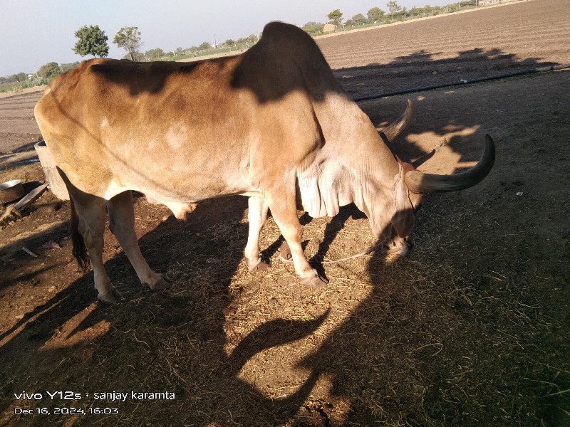 બળદ વેચવાનો છે