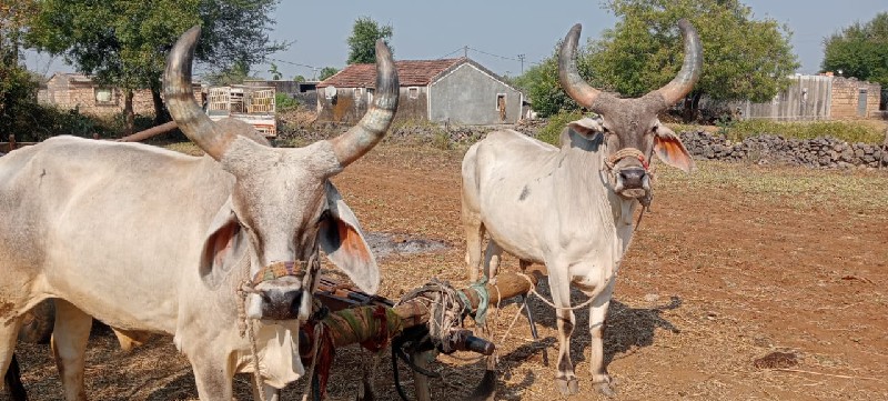 ગોઢલા વેચવાના છ...